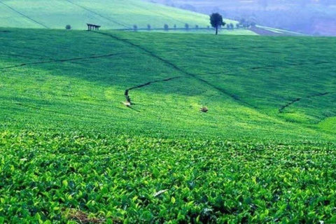 Kiambethu Tea Farm Tour with Lunch
