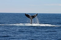 Alta, Alta Fjord Whale Watching Tour - Hizvo