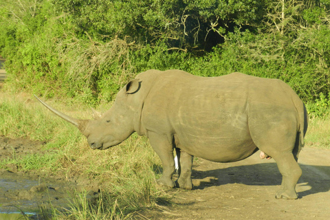 Hluhluwe-iMfolozi Park - Open Safari Vehicle Game Drives
