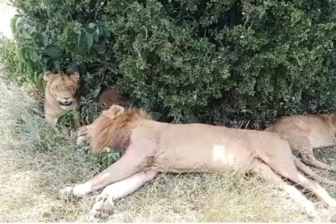 Nairobi National Park Tour:Free airport pick up and drop off