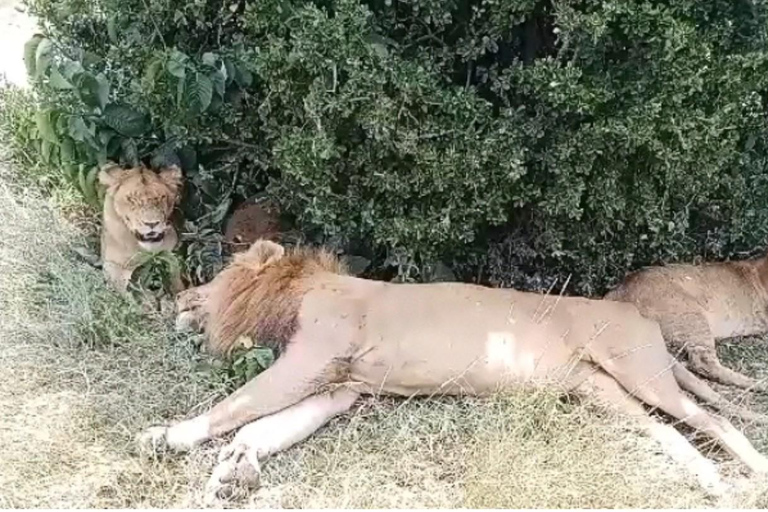 Nairobi National Park Tour:Free airport pick up and drop off