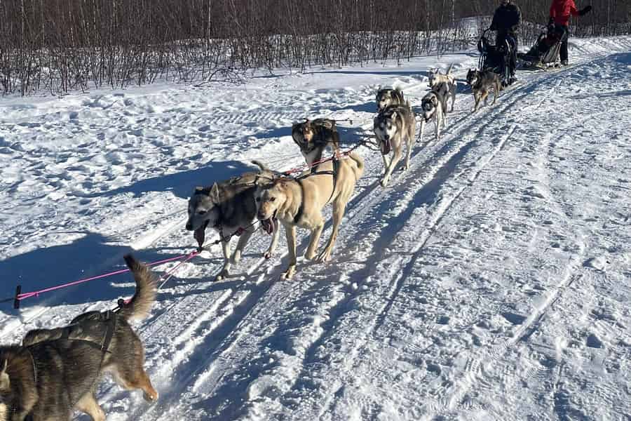 Fairbanks, Alaska: Tag-Sled-Dog-Mushing-Erlebnis. Foto: GetYourGuide