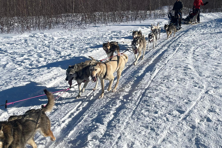 Fairbanks: 2 Hour Basic Dog Mushing School