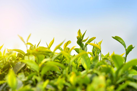 Cochin - Munnar Day Trip with Waterfalls and Tea Museum