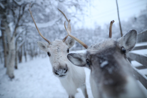 Rovaniemi: Santa Claus Village Tour Huskies &amp; Reindeer Visit