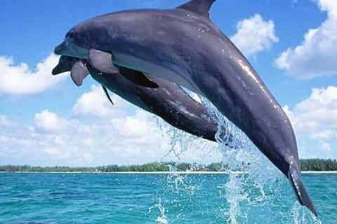 Swim with Dolphins Mnemba, Snorkeling, & Beach Horse Riding ONLY TRANSFERS INCLUDED – ALL ENTRANCE FEES ARE NOT INCLUDED
