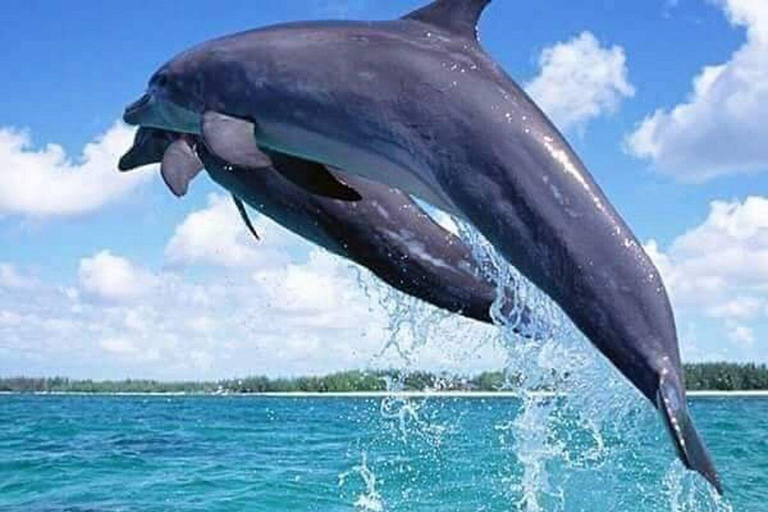 Swim with Dolphins Mnemba, Snorkeling, & Beach Horse Riding ONLY TRANSFERS INCLUDED – ALL ENTRANCE FEES ARE NOT INCLUDED