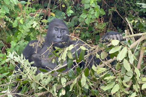 8-tägige Gorilla Trekking Reise durch Ruanda, Uganda und den Kongo (DRC)