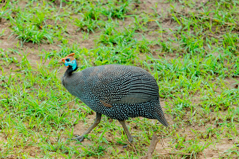 From Kigali: Akagera National Park Safari