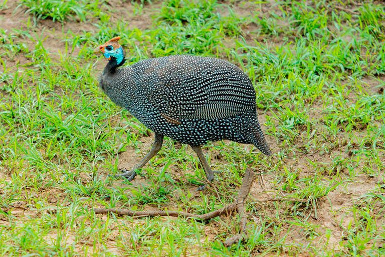 From Kigali: Akagera National Park Safari