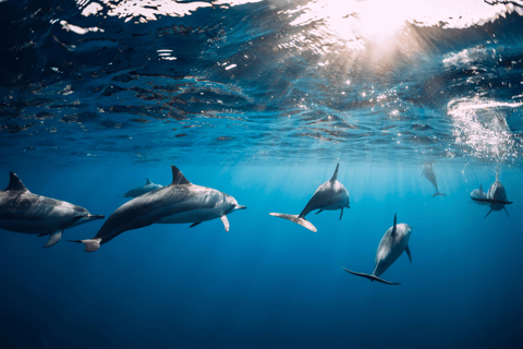 Nage avec les dauphins, île des Bénitiers, déjeuner, prise en charge et retourNage avec les dauphins, rocher de cristal, île des Bénitiers et déjeuner