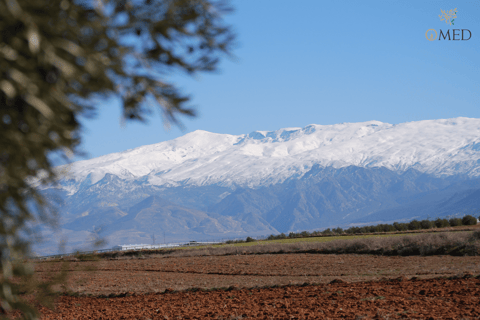 Granada in EVOO: Word een dag lang een echte olijfoogster