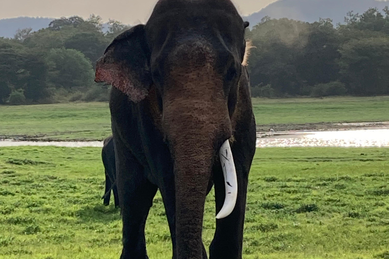 From Sigiriya: Sigiriya Lion Rock & Village Tour by Tuk Tuk