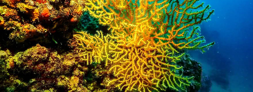 Novalja : expérience de plongée dans la mer Adriatique