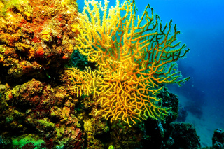 Novalja: Adriatic Sea Diving Experience