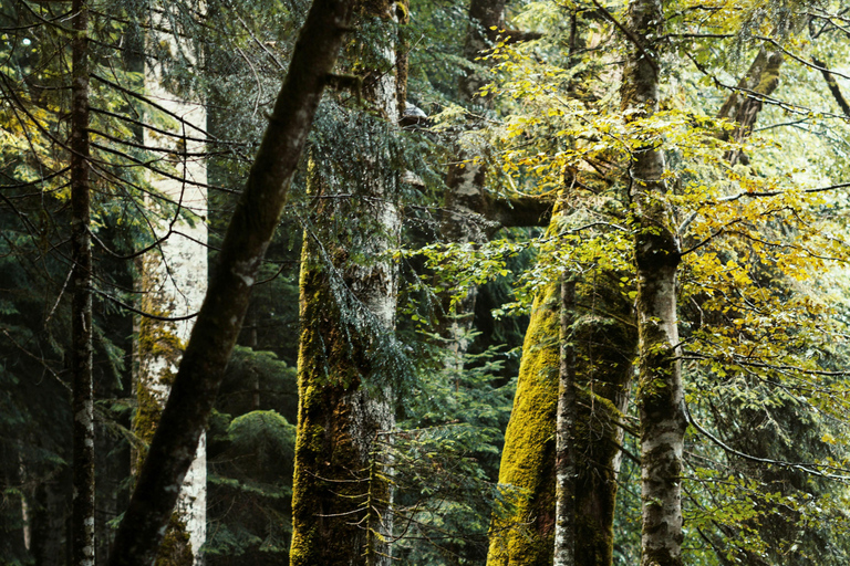 Bjelasica dla smakoszy i miłośników przyrody: lunch w cenie