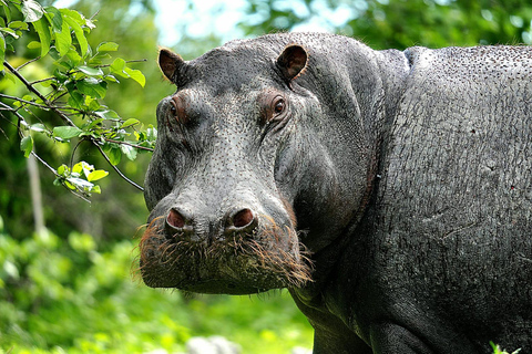 Unique Chobe Day Trip with 2 River Safaris