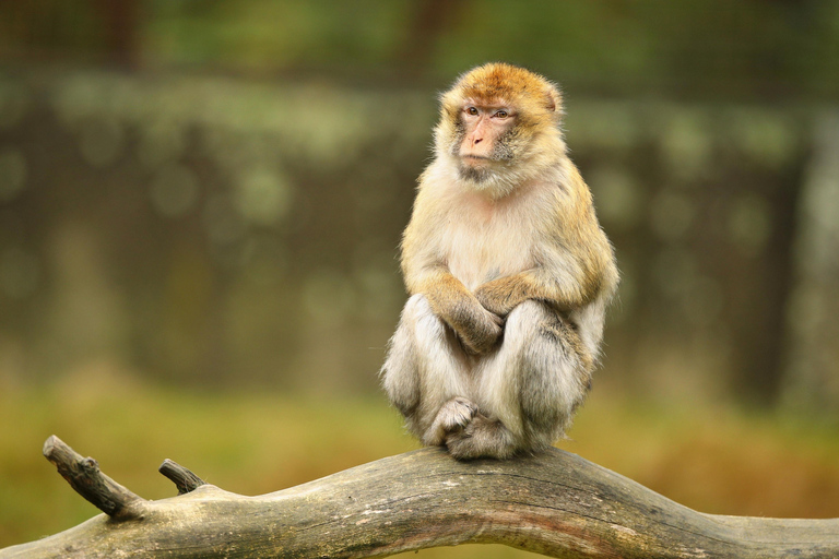 Phi Phi en Bamboe Eilanden Speedboottocht met Vinnen
