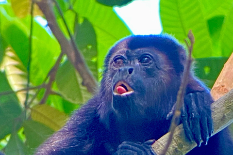 Parco Manuel Antonio: Tour guidato a piedi con un naturalistaTour privato