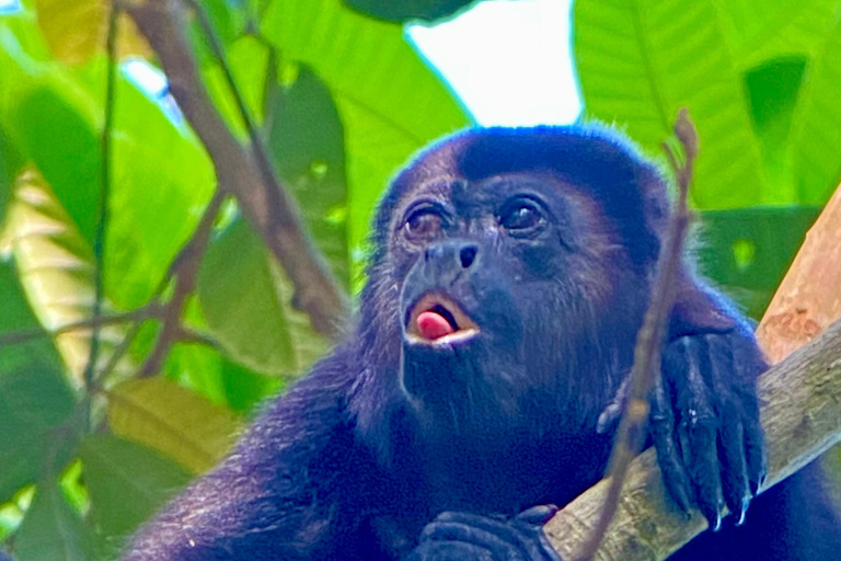 Manuel Antonio Park: Guidad vandring med en naturforskarePrivat rundtur