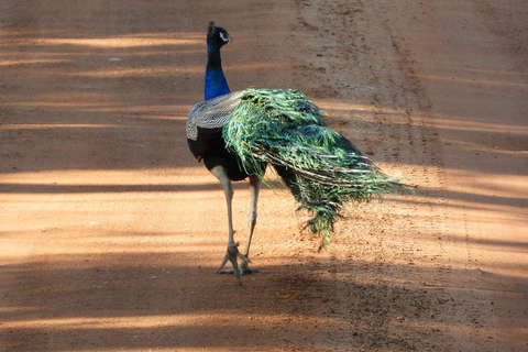 Sigiriya: Private Wilpattu National Park Safari Day Tour