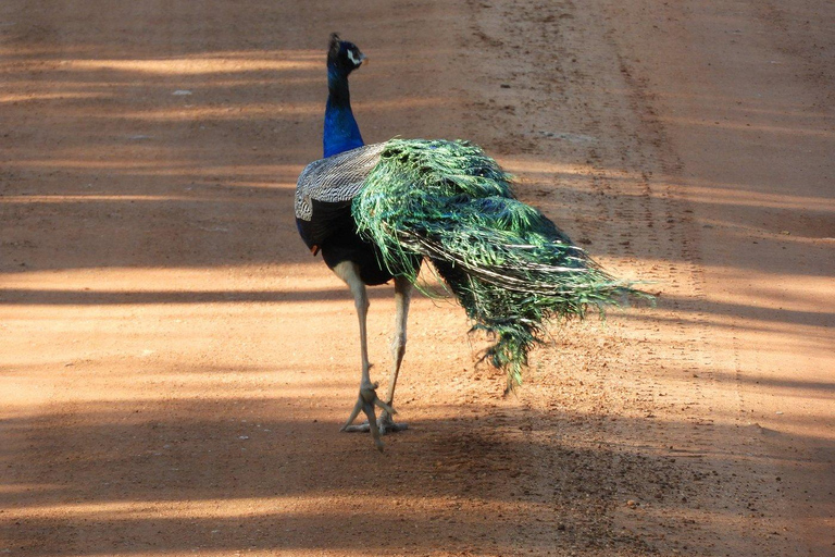 Sigiriya: Private Wilpattu National Park Safari Day Tour