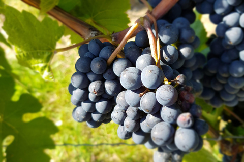 Rüdesheim - Prova de vinhos na adega histórica abobadadaRüdesheim - degustação de vinhos na histórica adega abobadada