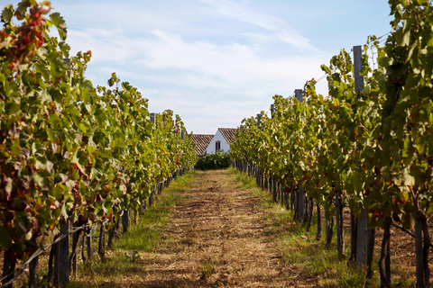 Lagos: Wine Tasting Experience at Local Winery