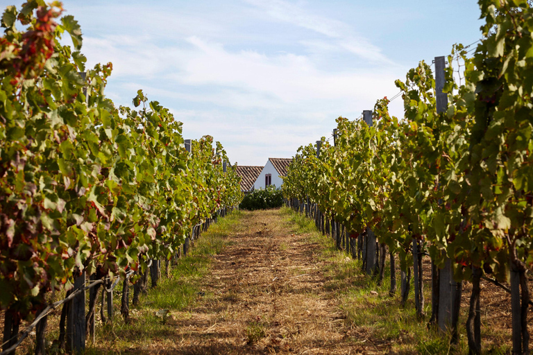 Lagos: Wine Tasting Experience at Local Winery