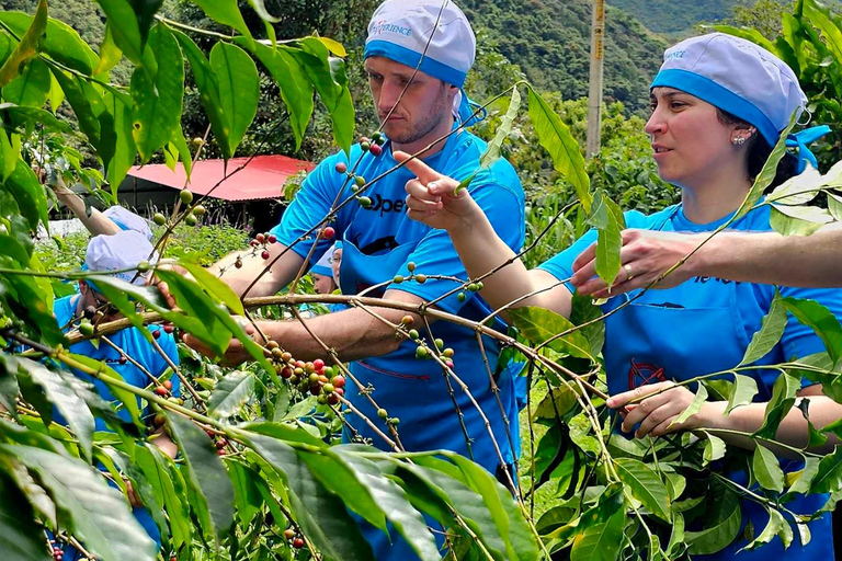 Cusco: 4-dagars Salkantay Trek till Machu Picchu, Panoramic Train