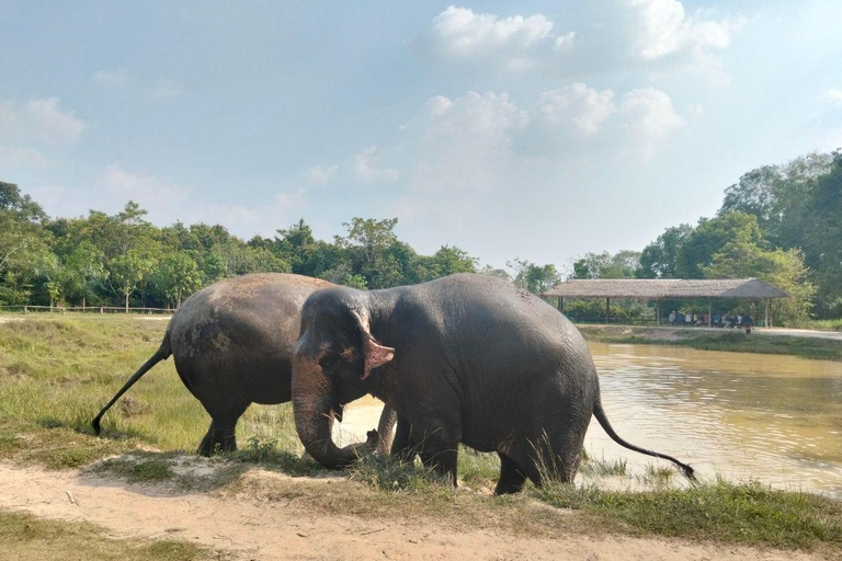 Siem Reap: Bonteay Srei & Elephant Sanctuary Private Tour Bonteay Srei Temple & Elephant Sanctuary Private Tour by Van