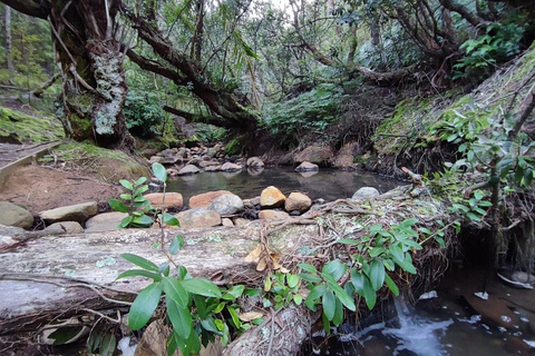 Gran Barrera: Remojo y Paseo Privado por las Aguas Termales de Kaitoke