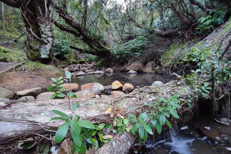 Gran Barrera: Remojo y Paseo Privado por las Aguas Termales de Kaitoke