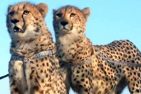 Chobe Safari: Boat Cruise, Game Drive & Chef Lunch