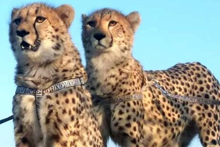 Chobe Safari: Boat Cruise, Game Drive & Chef Lunch