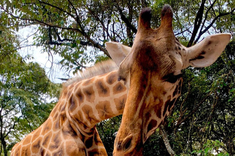 Langata: Rare Rothschild Giraffes Feeding Experience