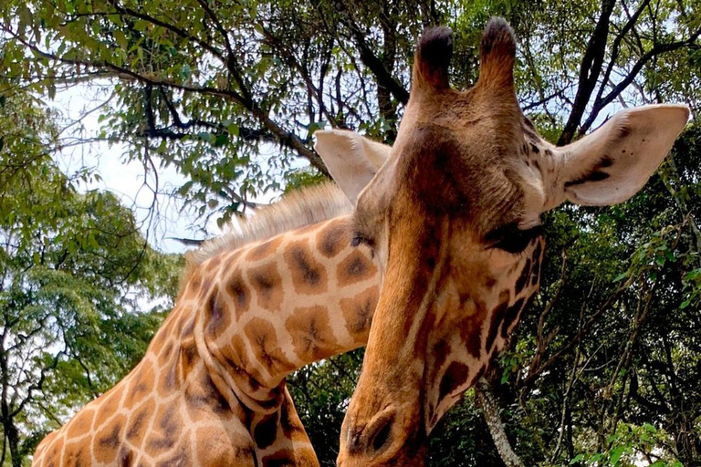 Langata: Rare Rothschild Giraffes Feeding Experience