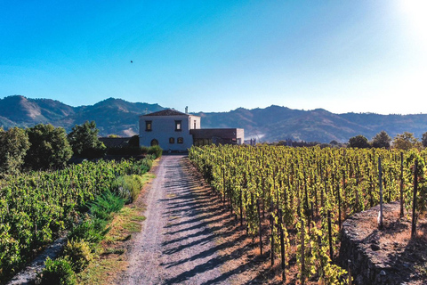 Visite des vignobles avec dégustation de vins