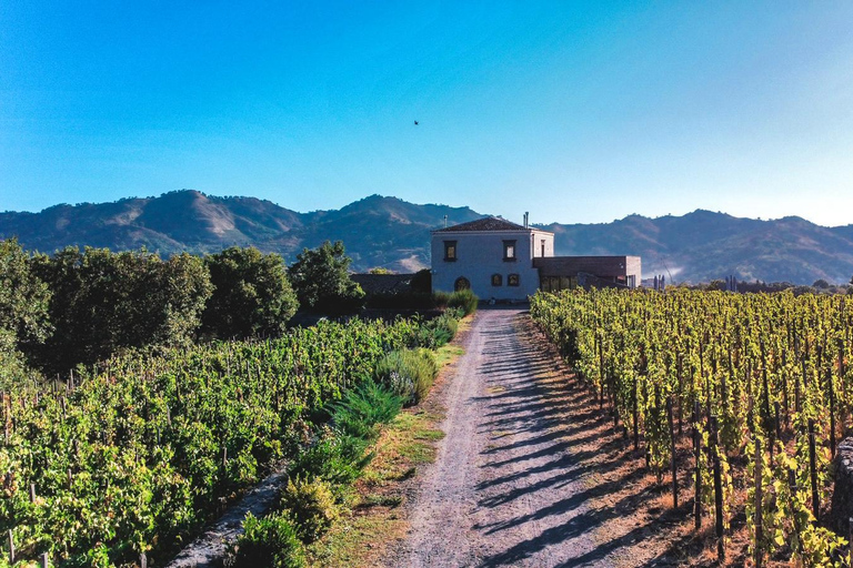 Visite des vignobles avec dégustation de vins