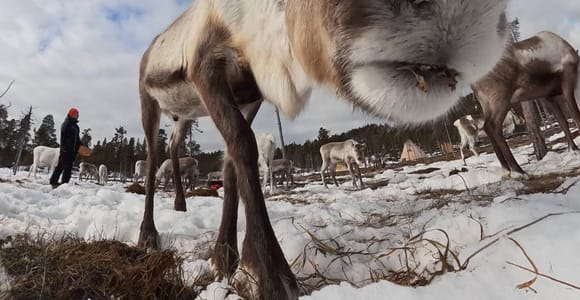 Inari: Sámi Reindeer Herding Family Workshop & Visit + Lunch