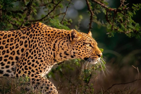 Jaipur: Safári de leopardo em Jhalana tour particular