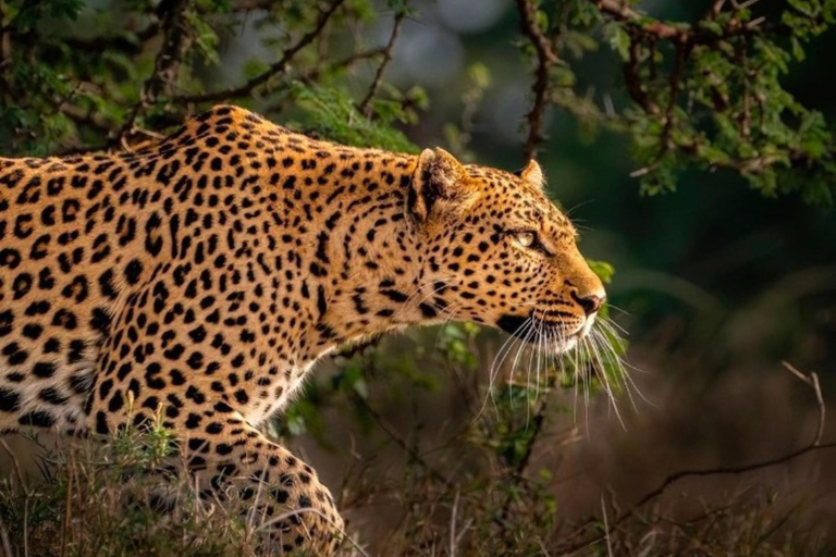 Jaipur: Jhalana leopard safari wycieczka prywatna