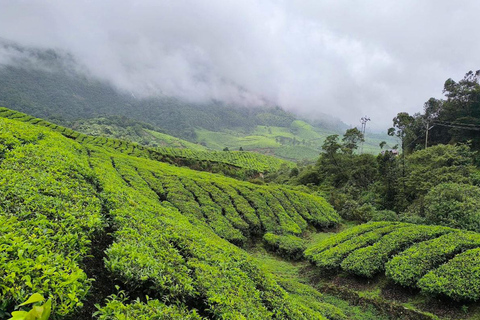 Cochin - Munnar Day Trip with Waterfalls and Tea Museum