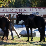 Cardrona Valley: Horse Trekking Experience