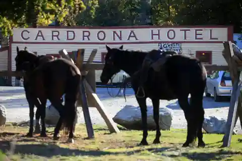 Cardrona Valley: Horse Trekking Experience