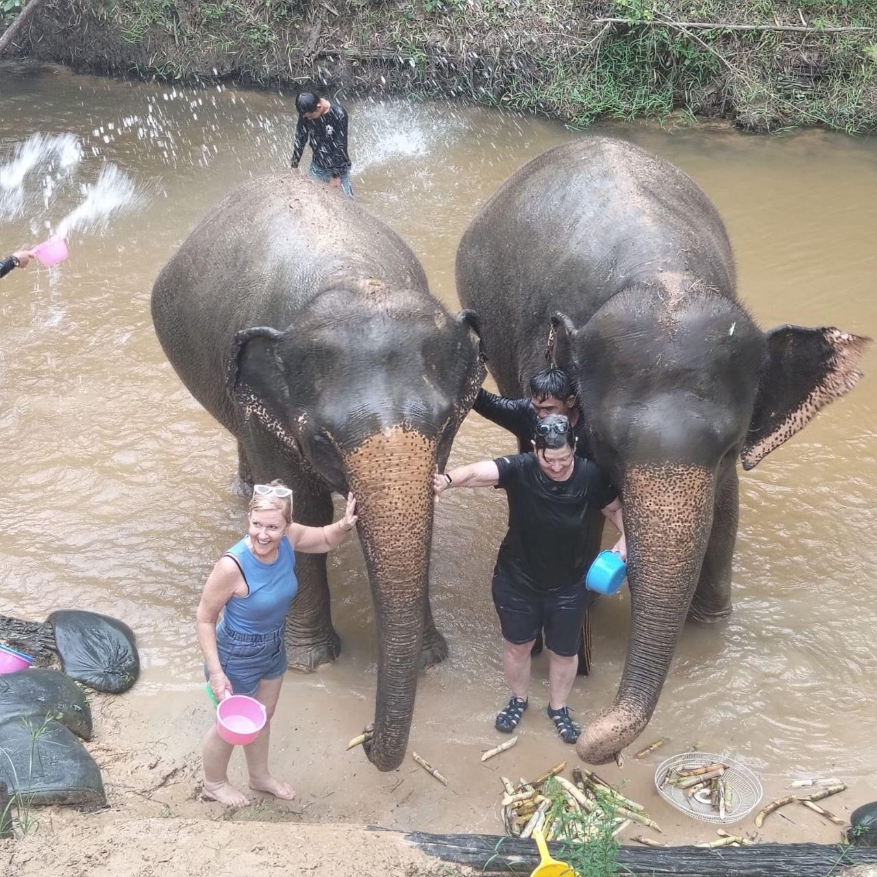 Elefanten-Schutzzentrum & Banteay Srei Tempel: Private Tour