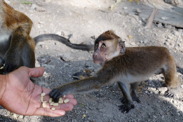 Oslob: Tubarões-baleia, cachoeiras de Tumalog e excursão particular com macacosOslob: excursão privada aos tubarões-baleia, às cataratas de Tumalog e aos macacos