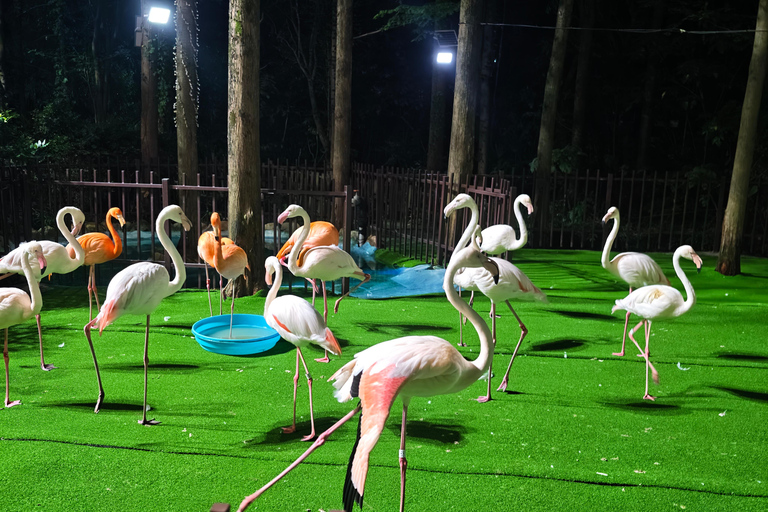 Shanghai Hidden Water Town Temple Snack&Wildlife Park Safari Water town+Day Safari from October 5 2026 (Zoo early closed)