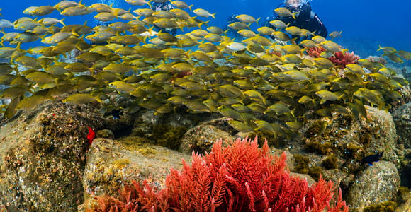 Madeira, Ponta São Lourenço: First-Time Scuba Adventure