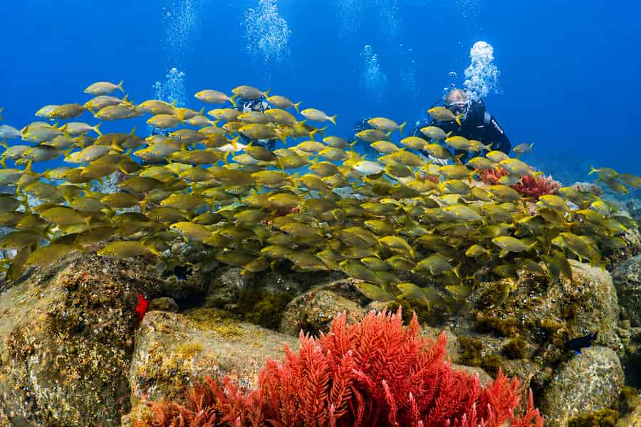 Madeira, Ponta São Lourenço: Erstes Tauchabenteuer. Foto: GetYourGuide Madeira, Ponta São Lourenço: Erstes Tauchabenteuer. Foto: GetYourGuide
